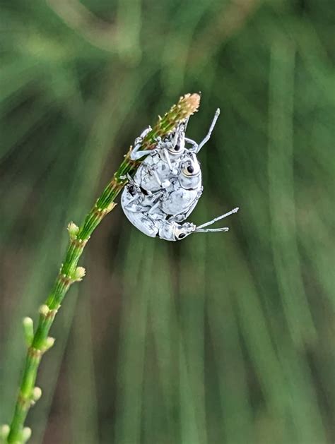 What are kjoots : r/weeviltime .